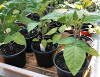 3 Tomatenpflanzen "Tamina" für 5 € Salattomate Leipzig - Mockau-Nord Vorschau