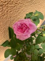 Alte Rose Duftrose rosa Bayern - Haßfurt Vorschau