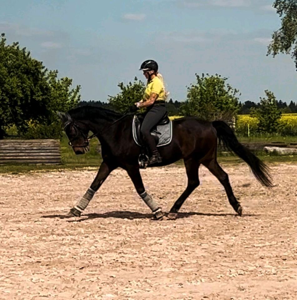 Beritt für Ponys und Kleinpferde in Murrhardt