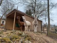 Alpaka und Lama Sachsen - Schlema Vorschau