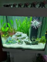 Aquarium 120 l Liter Set Rheinland-Pfalz - Neustadt (Wied) Vorschau