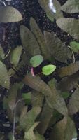 Cryptocoryne "Hammerschlag" und Seekanne "Nymphoides" Ludwigsvorstadt-Isarvorstadt - Isarvorstadt Vorschau