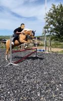 Reitpony Wallach sucht reitbeteiligung Rheinland-Pfalz - Schwabenheim an der Selz Vorschau