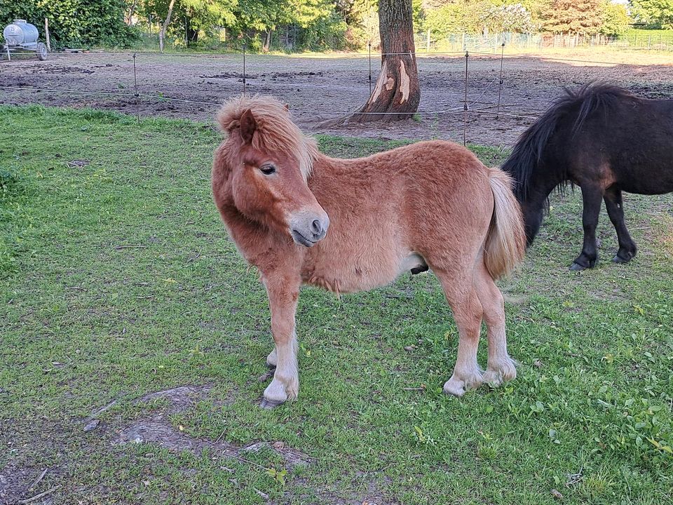 Shetty, Shetlandpony Hengstfohlen, Pony in Gülzow-Prüzen