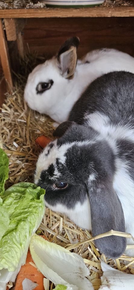Süßes Kaninchenpärchen sucht neues Zuhause in München