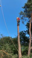 Baumfällung,  Hecke schneiden, Baumpflege Nordrhein-Westfalen - Herford Vorschau