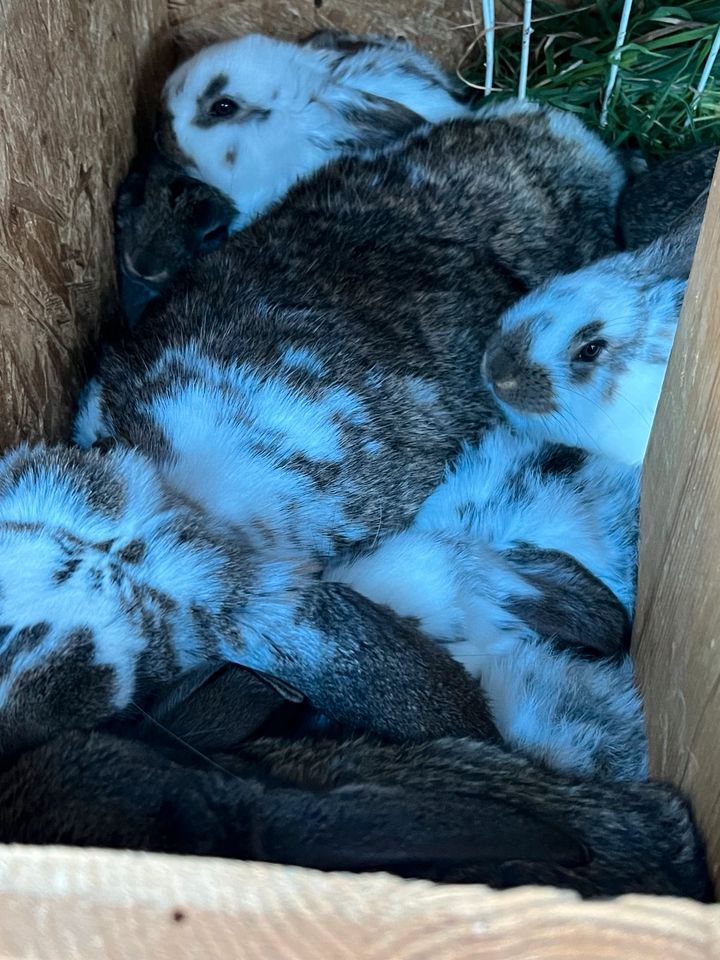 Kleine      Kaninchen in Herrenberg