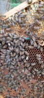 Bienen-Ableger Dadant US Brandenburg - Golßen Vorschau