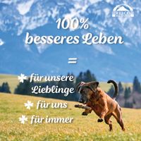 Kostenlose Futterberatung für Hunde und Katzen... Niedersachsen - Bremervörde Vorschau