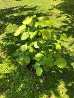 Haselnuss Pflanzen ca. 90cm Niedersachsen - Osterode am Harz Vorschau