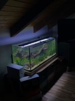 Aquarium 120x50 Thüringen - Neustadt an der Orla Vorschau