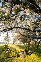 Gartenland, Wiesen, Ackerland und Wald zu verkaufen Hessen - Biebergemünd Vorschau