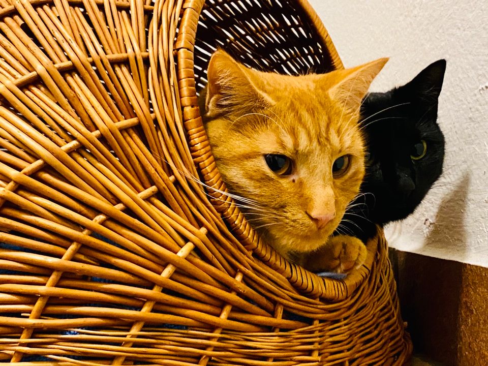 Wegen Umzug - Verschmustes Katzenpaar sucht neues Zuhause in Petersberg (Saalekreis)