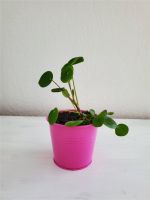 Pilea peperomioides-Glückstaler-Chinesischer-Geldbaum/ Topf pink Schleswig-Holstein - Kellinghusen Vorschau