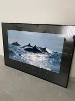 Wandbild Dolphins Bob Talbot/ 94cm x 62,5cm/nur Abholung Niedersachsen - Braunschweig Vorschau