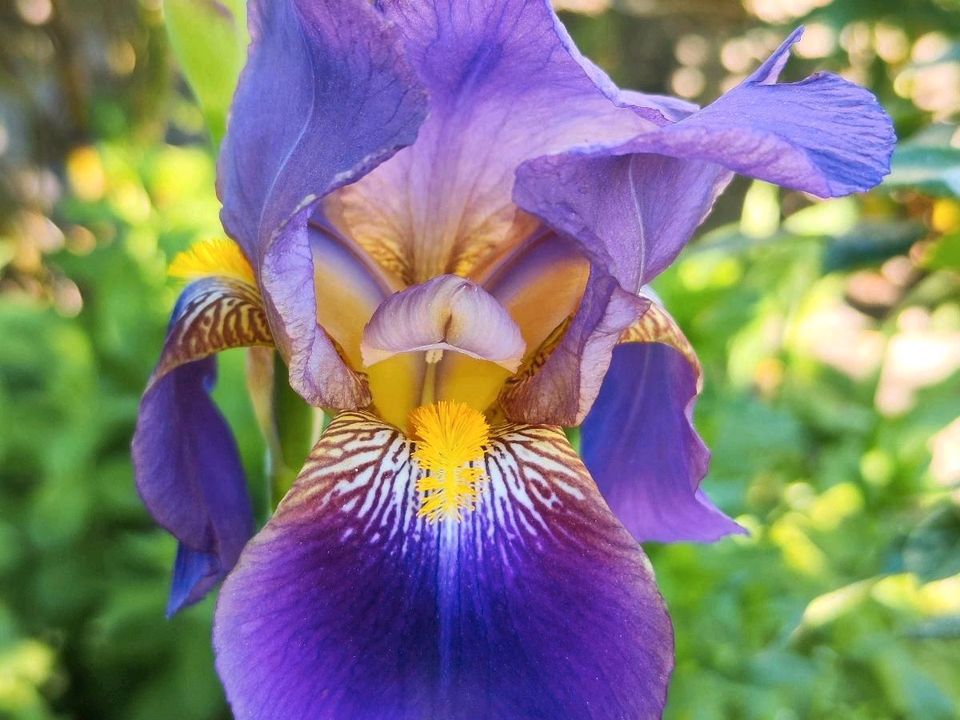 ❣️ Hohe Schwertlilie Iris 100 cm lila violett blau gelb Staude in Soltau