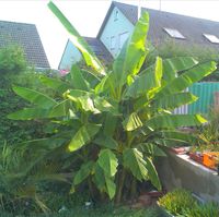 Freiland-Banane Musa basjoo und junge Trachycarpus Freilandpalmen Baden-Württemberg - Straubenhardt Vorschau