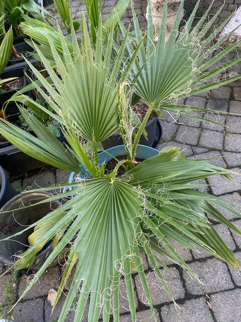 kanarische Palmen Waschingtonia 2 bis 5 im Topf in Bonn