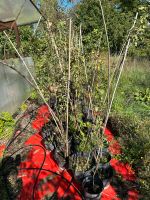 Obstbäume, Apfelbaum, Zwetschgenbaum, Kirschbaum, Birnbaum, Nashi Bayern - Karlstadt Vorschau