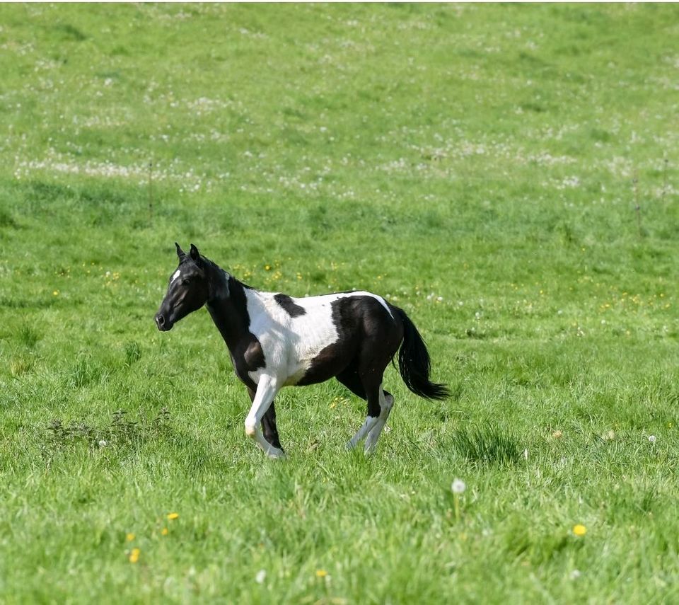 Paint Horse Stute Absetzer Schecke Pinto Tobiano in Treffurt