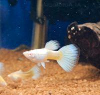 Guppy Full Platinium White Albino zu verkaufen, eigene Nachzuchte Bayern - Bessenbach Vorschau