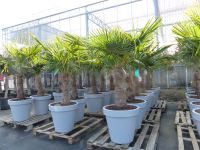 neu eingetroffen: mediterrane Pflanzen Lagerverkauf Nordrhein-Westfalen - Goch Vorschau