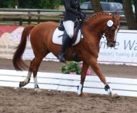 Reitunterricht auf top ausgebildeten Ponys in Lensahn Kreis Ostholstein - Lensahn Vorschau