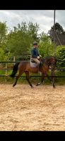 Dunkelbraunes Oldenburger Springpferd, Warmblut, 166 cm,15 Jahre Rheinland-Pfalz - Wittlich Vorschau