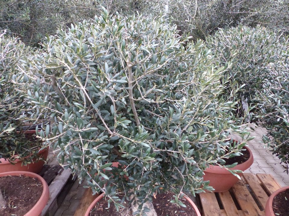 Bonsai Olivenbaum "Manzanilla" in Bonsai-Schale 150-160 cm in Goch
