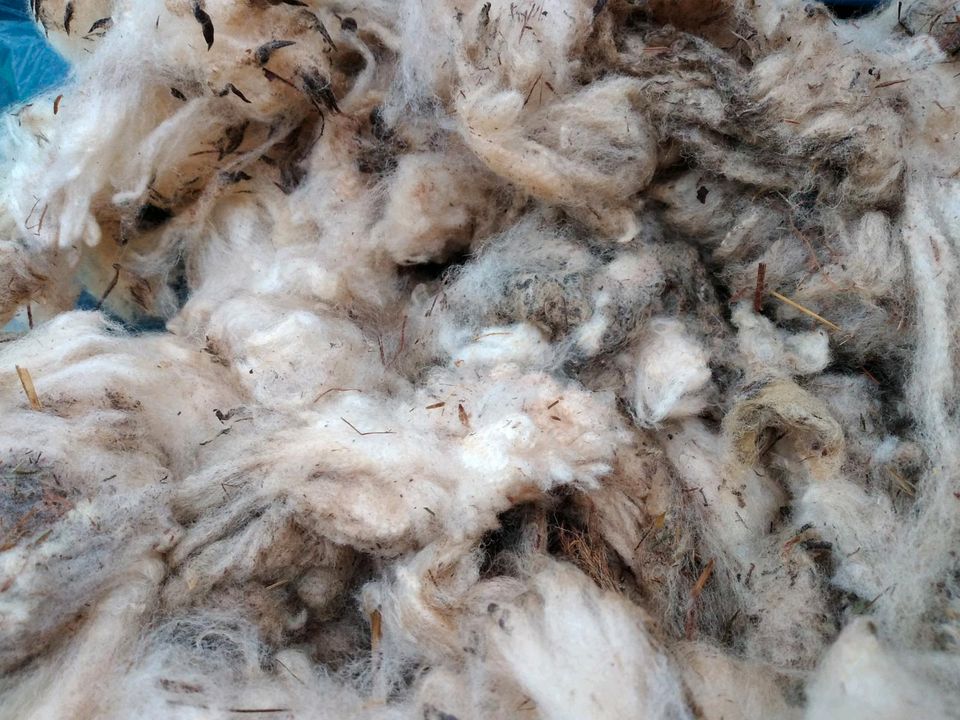 Schafwolle Rohwolle unsortiert und ungewaschen in Gerabronn