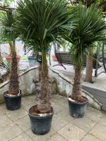 Winterharte Trachycarpus Palmen Gesamthöhe ca 190-210 cm Baden-Württemberg - Neuenburg am Rhein Vorschau