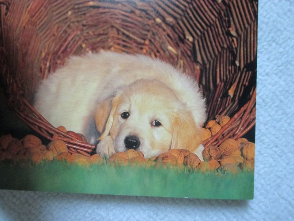 Postkartenbuch: Hunde; in Olching