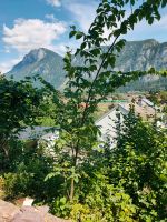 Berg-Ulme zu verschenken Bayern - Kiefersfelden Vorschau