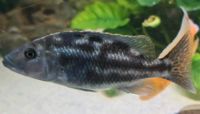 1  Nimbochromis fuscotaeniatus Malawi Barsch Weibchen Nordrhein-Westfalen - Leverkusen Vorschau