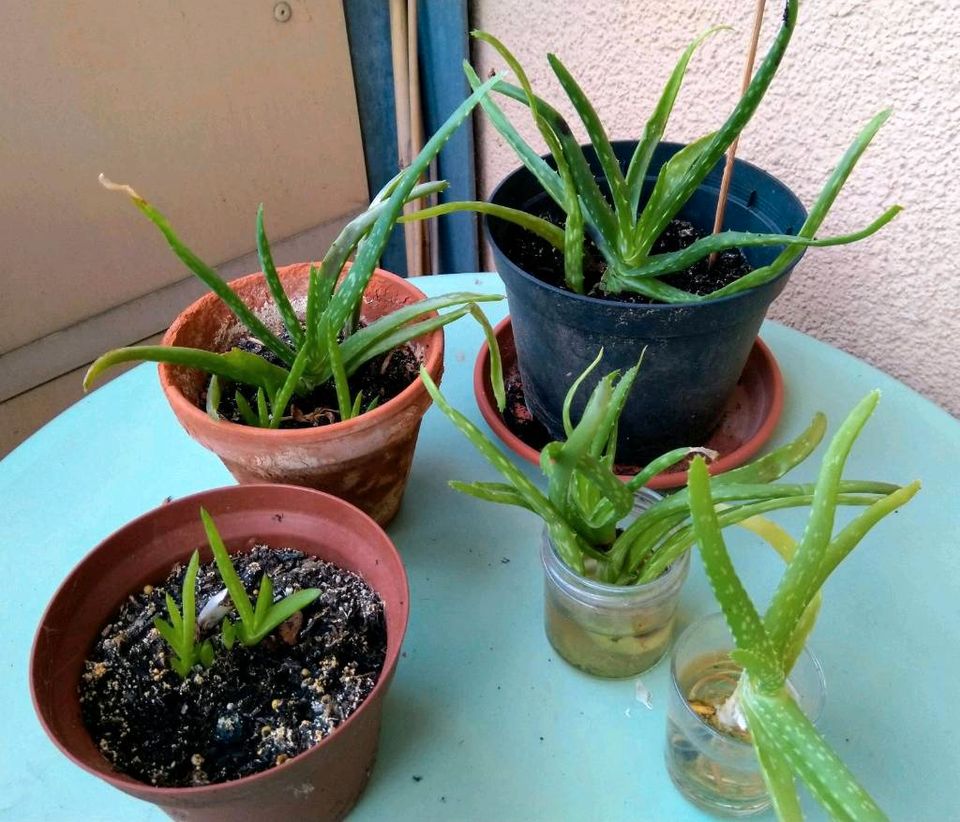 Aloe Vera - eingepflanzte und bewurzelte Ableger in Berlin