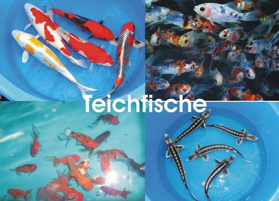 Butterfly Koi`s - Jetzt im Angebot // Fischfarm Eske in Flensburg