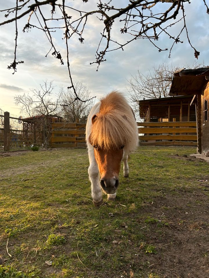 Minishetty Mutter und Tochter suchen ein liebevolles zu Hause in Cottbus