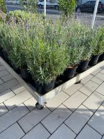 Lavendel SONDERANGEBOT im 1,5 Liter Topf Nordrhein-Westfalen - Simmerath Vorschau