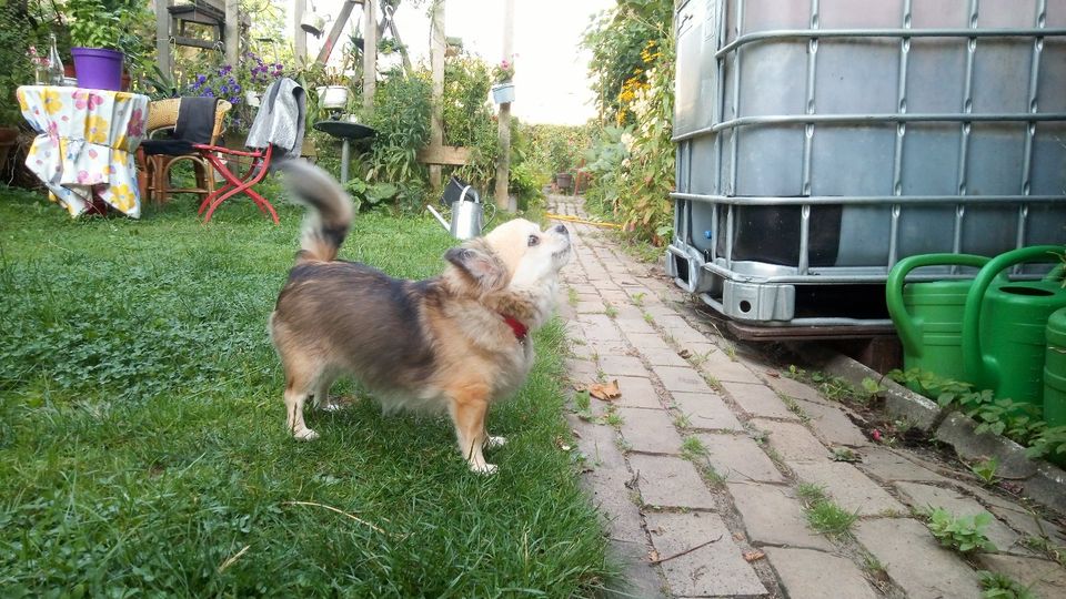 Gassi-Gehen mit der alten Chihuahua Dame Krümel in Hamburg