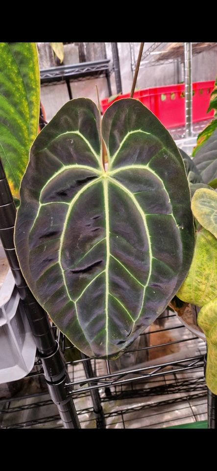 Anthurium (Carlablackiae x papillilaminum) x besseae aff Samen in Bochum