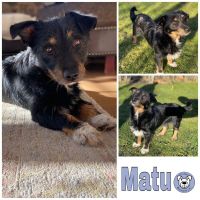 MATU in (♀) 84562 Mettenheim Bayern - Mettenheim Vorschau