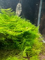 Aquarium christmaasmoos ada aquascaping Nano Nordrhein-Westfalen - Rees Vorschau