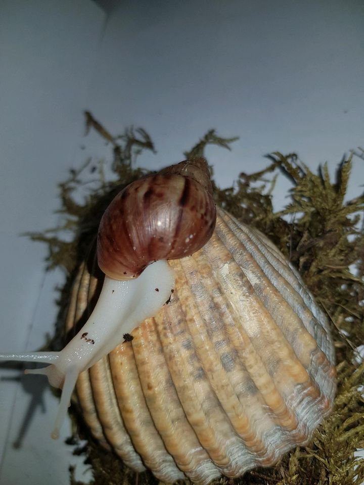 Lissachatina Fulica albino (white Jade) in Gotha