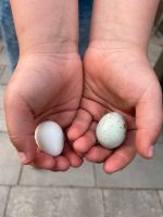 Wachteleier von glücklichen Hennen , Eier Kr. Altötting - Garching an der Alz Vorschau