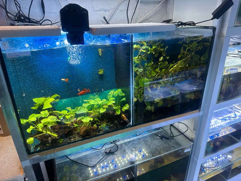 Aquarium Zucht Anlage Hobby aufgabe in Osnabrück