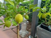 Amalfi-Zitrone Zitronenbaum 125cm mit Zitronen Stämmchen Bio-Erde Bayern - Gemünden a. Main Vorschau