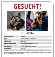 Katze vermisst Niedersachsen - Himmelpforten Vorschau