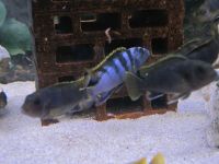 Malawi Buntbarsche "Labidochromis Mbamba Bay" Baden-Württemberg - Murr Württemberg Vorschau