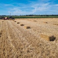 Hd Ballen Weizen oder Triticale Stroh aus der Ernte  2023 3€ Hessen - Babenhausen Vorschau