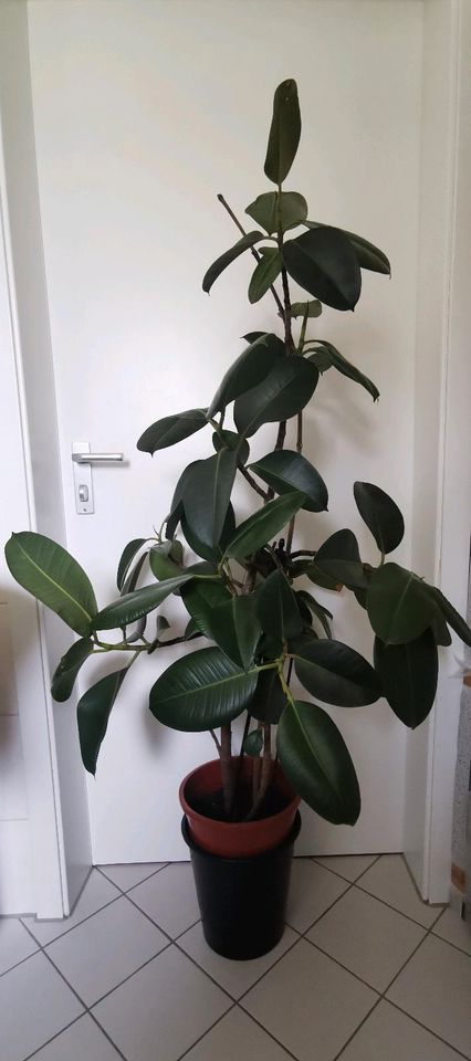 Gummibaum Ficus Pflanze Zimmerpflanze Büro Praxis Fitness in Göppingen